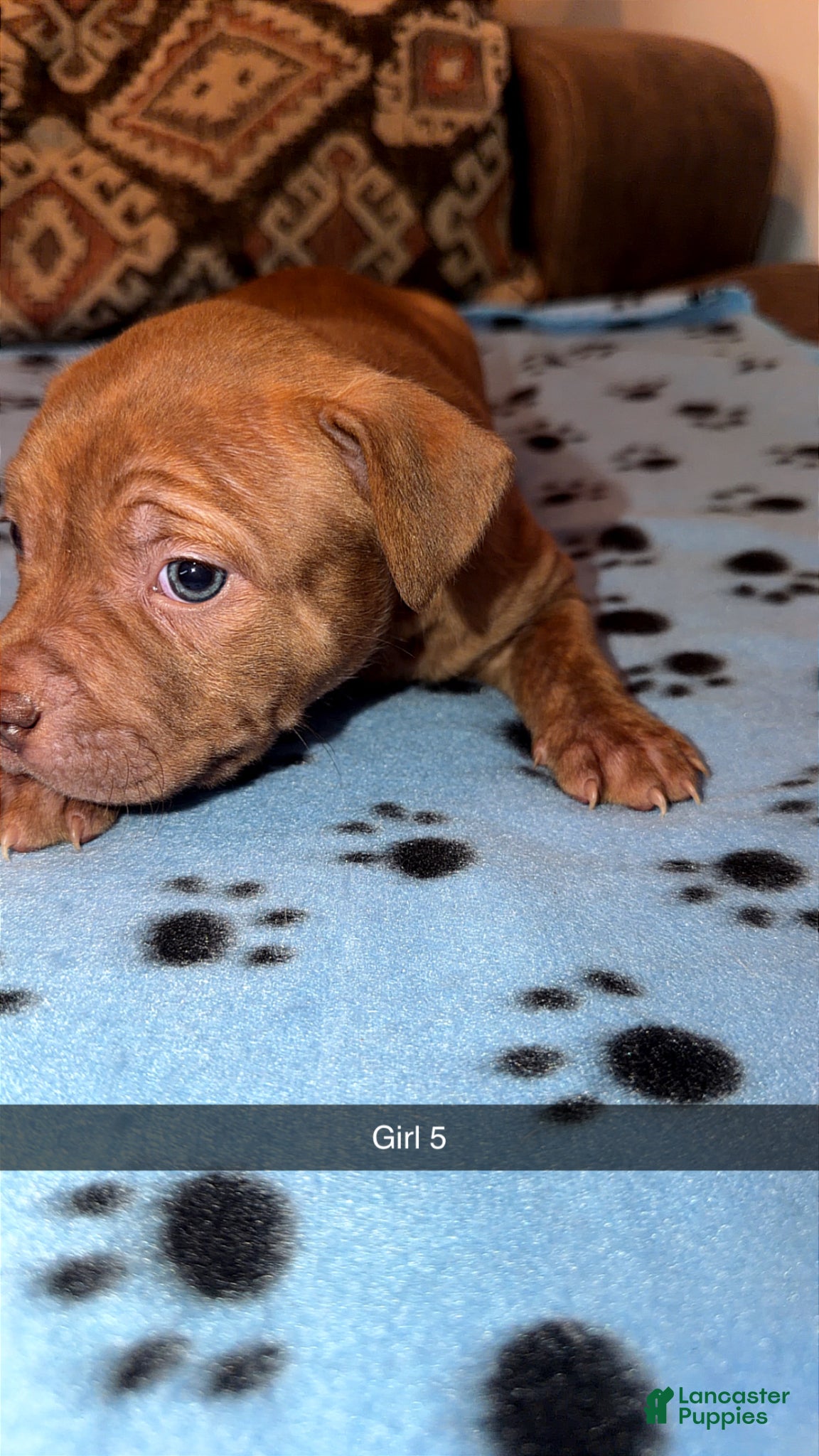 Mixed Breed dogs Mixed Breed Puppy 1 - Ad 20