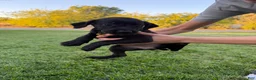Mixed Breed dogs for sale: Doberdoodle 6 - Ad 7