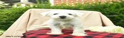 Miniature Schnauzer dogs for sale: Liam - Ad 5