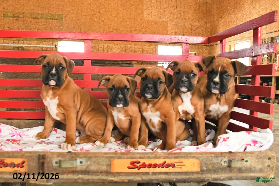 Boxer dogs for sale: Maple   - Ad 3