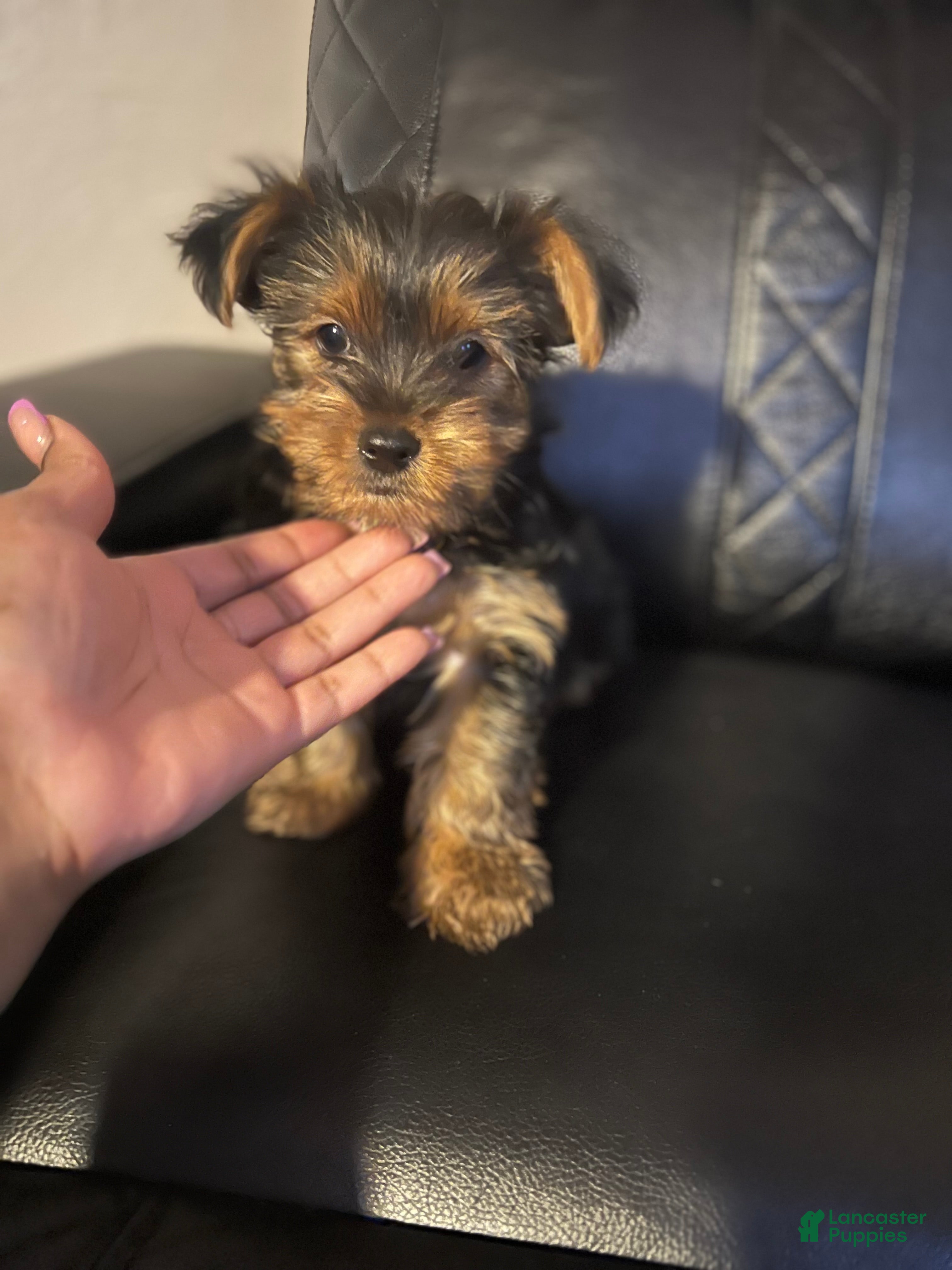 Yorkshire Terrier dogs Yorkshire Terrier Puppy 1 - Ad 4
