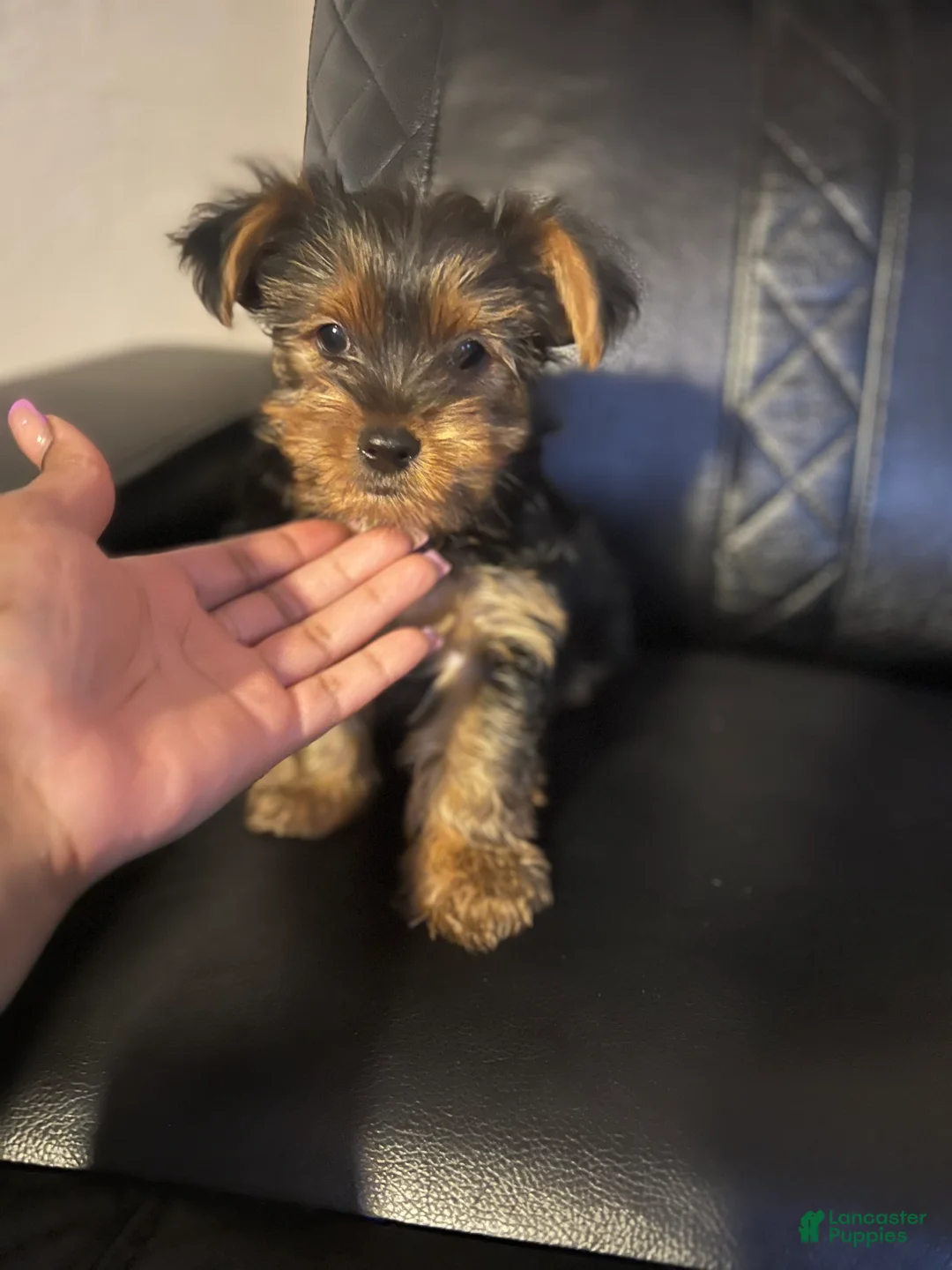 Yorkshire Terrier dogs for sale: Yorkshire Terrier Puppy 1 - Ad 1