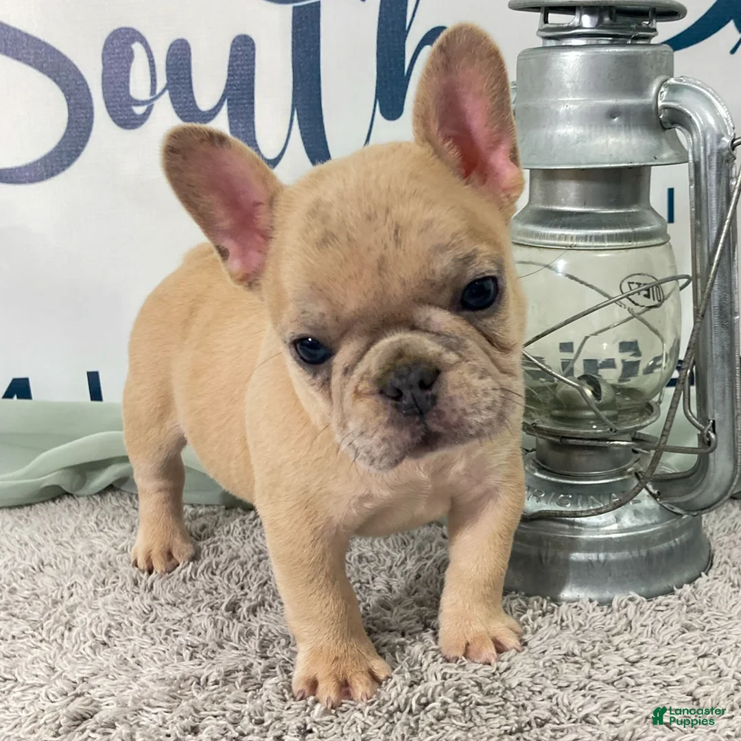 French Bulldog dogs for sale: Marlow French Bulldog Puppy  - Ad 1