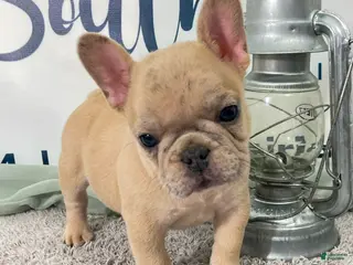 French Bulldog dogs Marlow French Bulldog Puppy - Ad 36