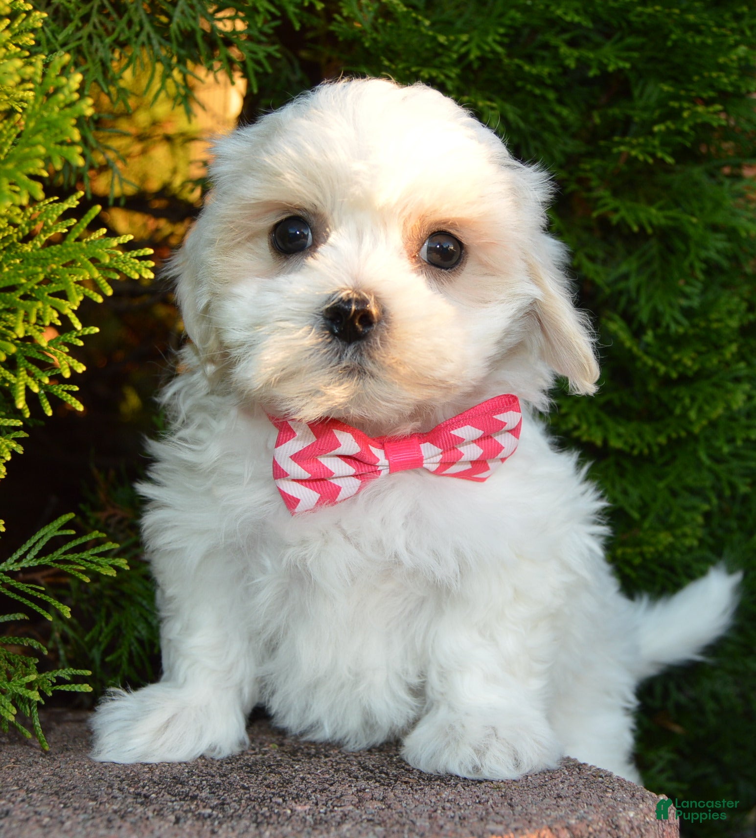 Maltipoo dogs Maggie - Ad 2
