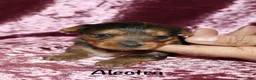 Yorkshire Terrier dogs for sale: Alectra - Ad 5