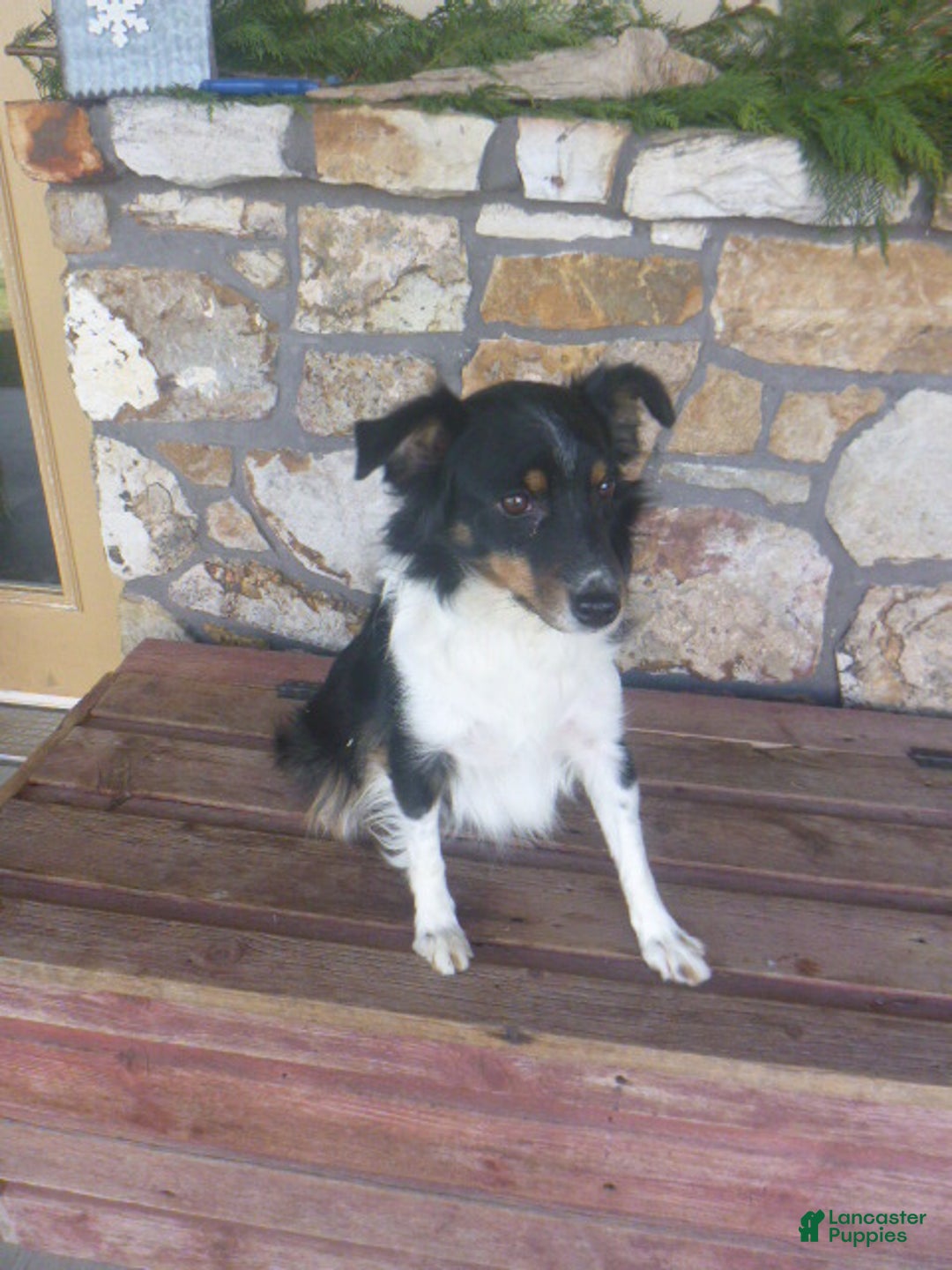 Miniature Australian Shepherd dogs for sale: Lacey (rescue) - Ad 1