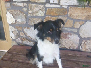 Miniature Australian Shepherd dogs Lacey (rescue) - Ad 35