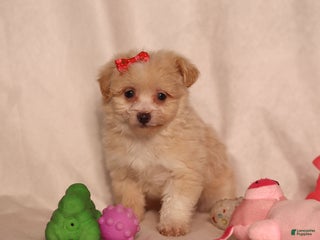 Havapoo dogs - Ad 23