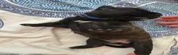Mixed Breed dogs for sale: Zara - Ad 7