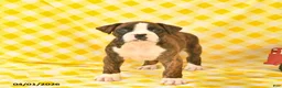 Boxer dogs for sale: Jeremy  - Ad 1