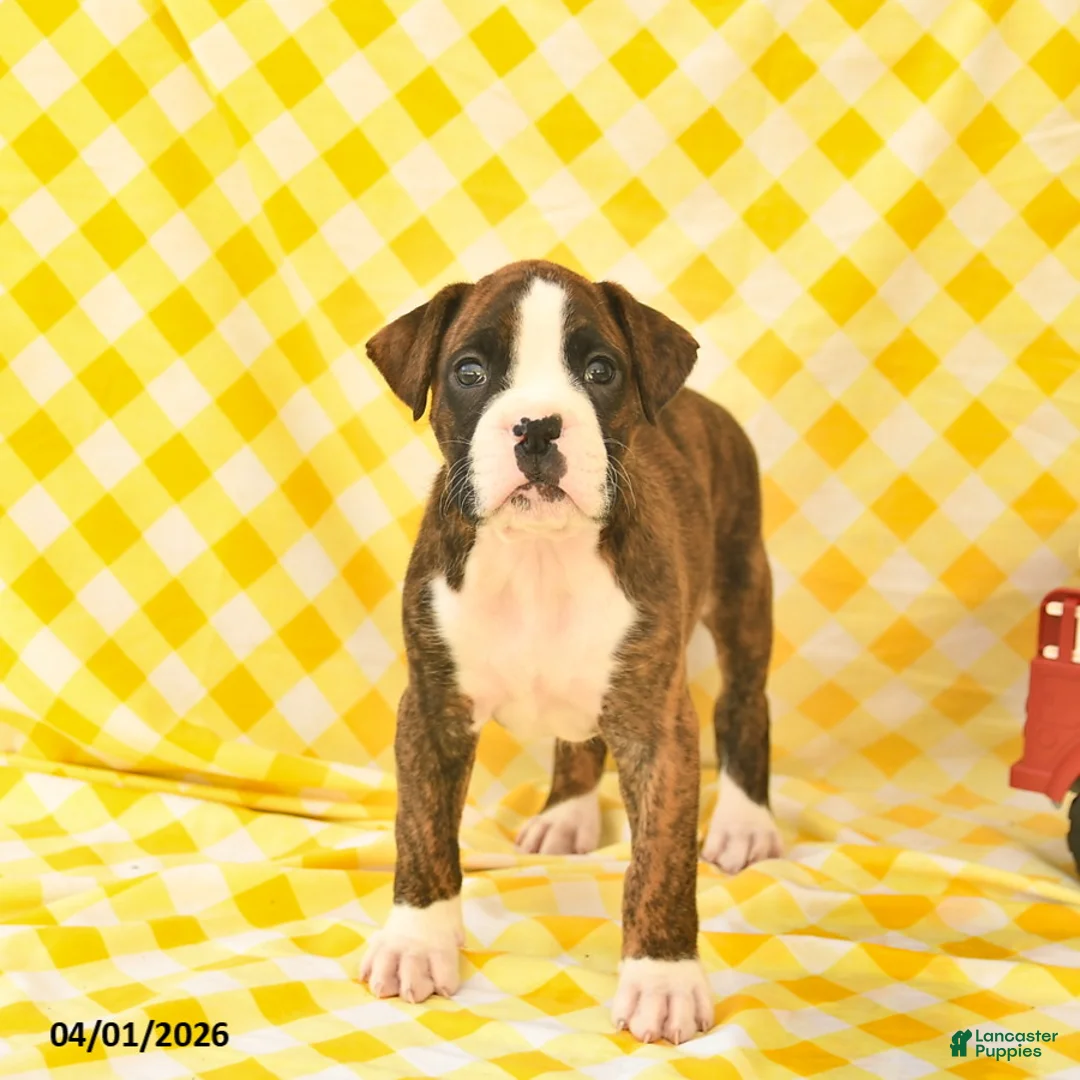 Boxer dogs for sale: Jeremy  - Ad 1