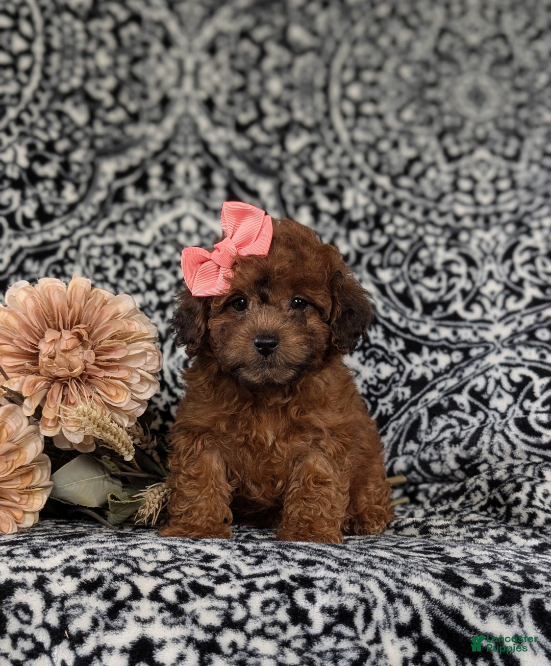 Shihpoo dogs for sale: Emilie - Ad 3