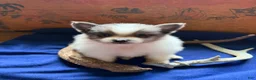 Pomeranian dogs for sale: Pomeranian 2 - Ad 2