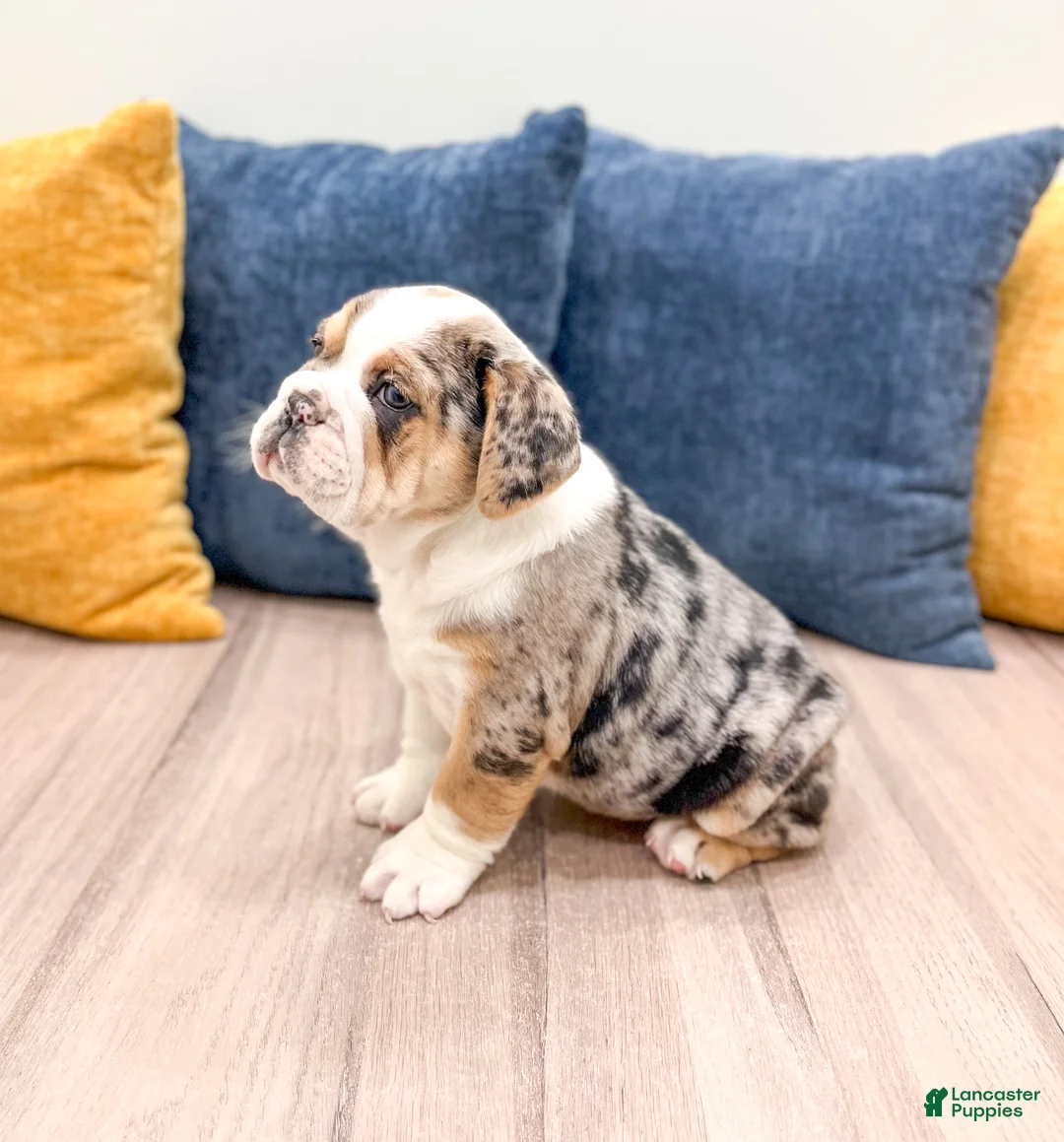 Beabull dogs for sale: Poppy - Ad 4