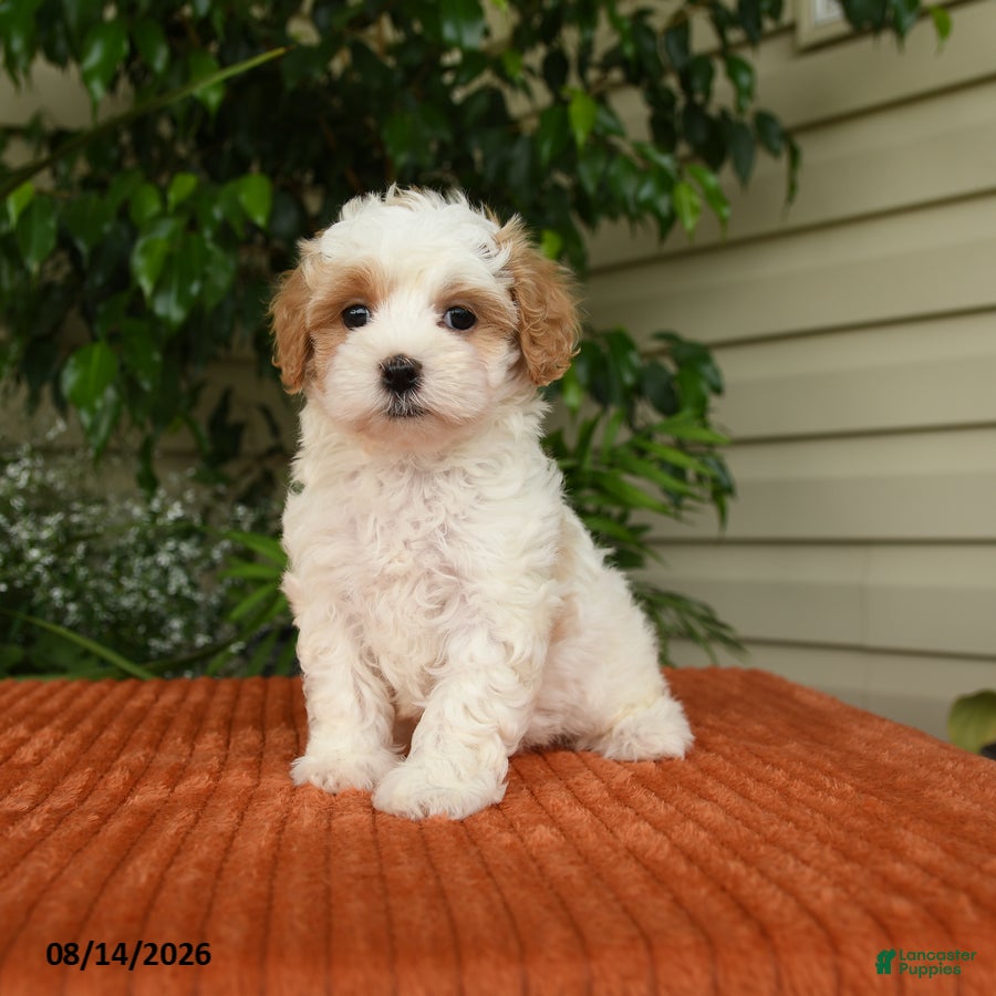 Maltipoo dogs Olivia - Ad 1