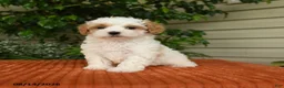 Maltipoo dogs for sale: Olivia - Ad 1