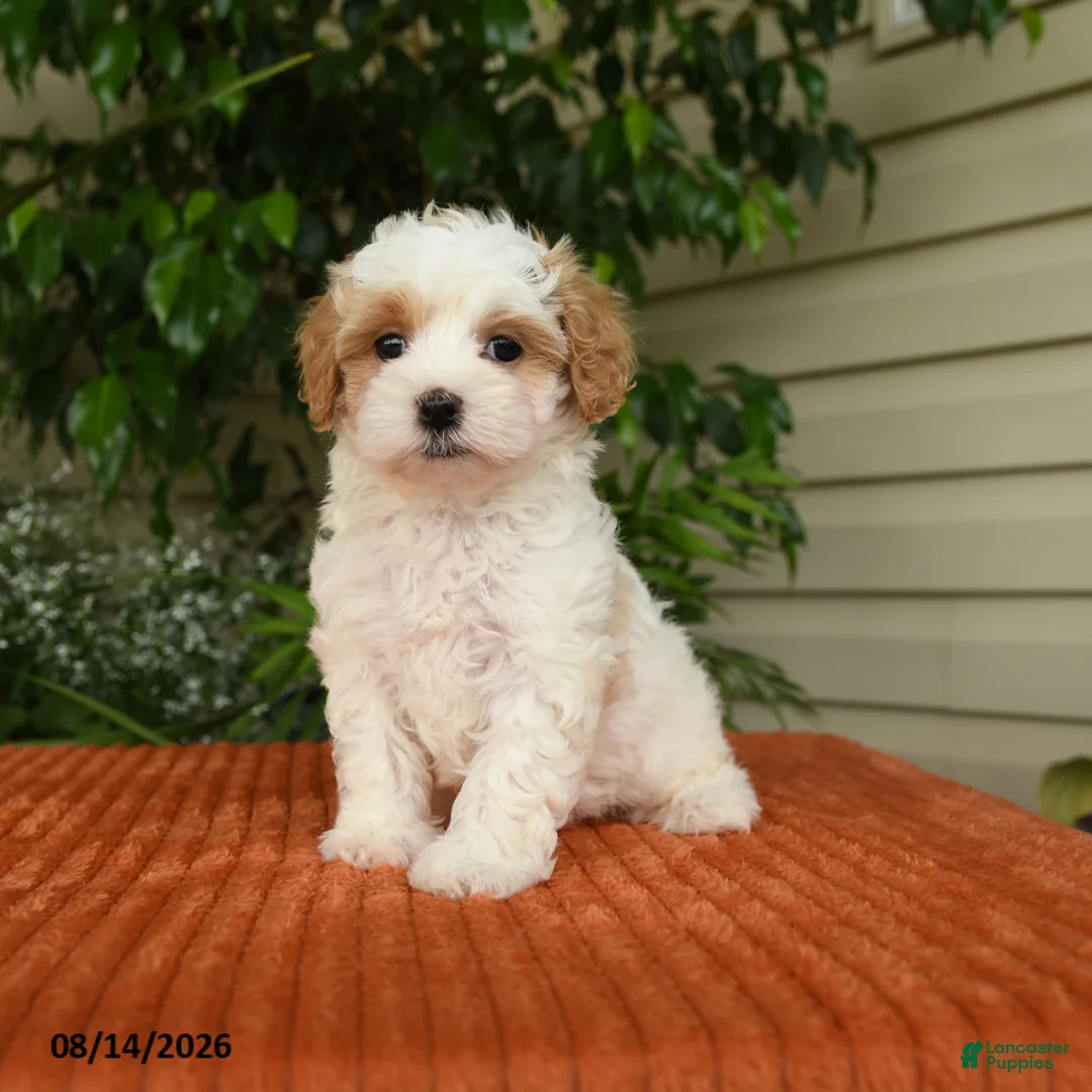 Maltipoo dogs for sale: Olivia - Ad 1
