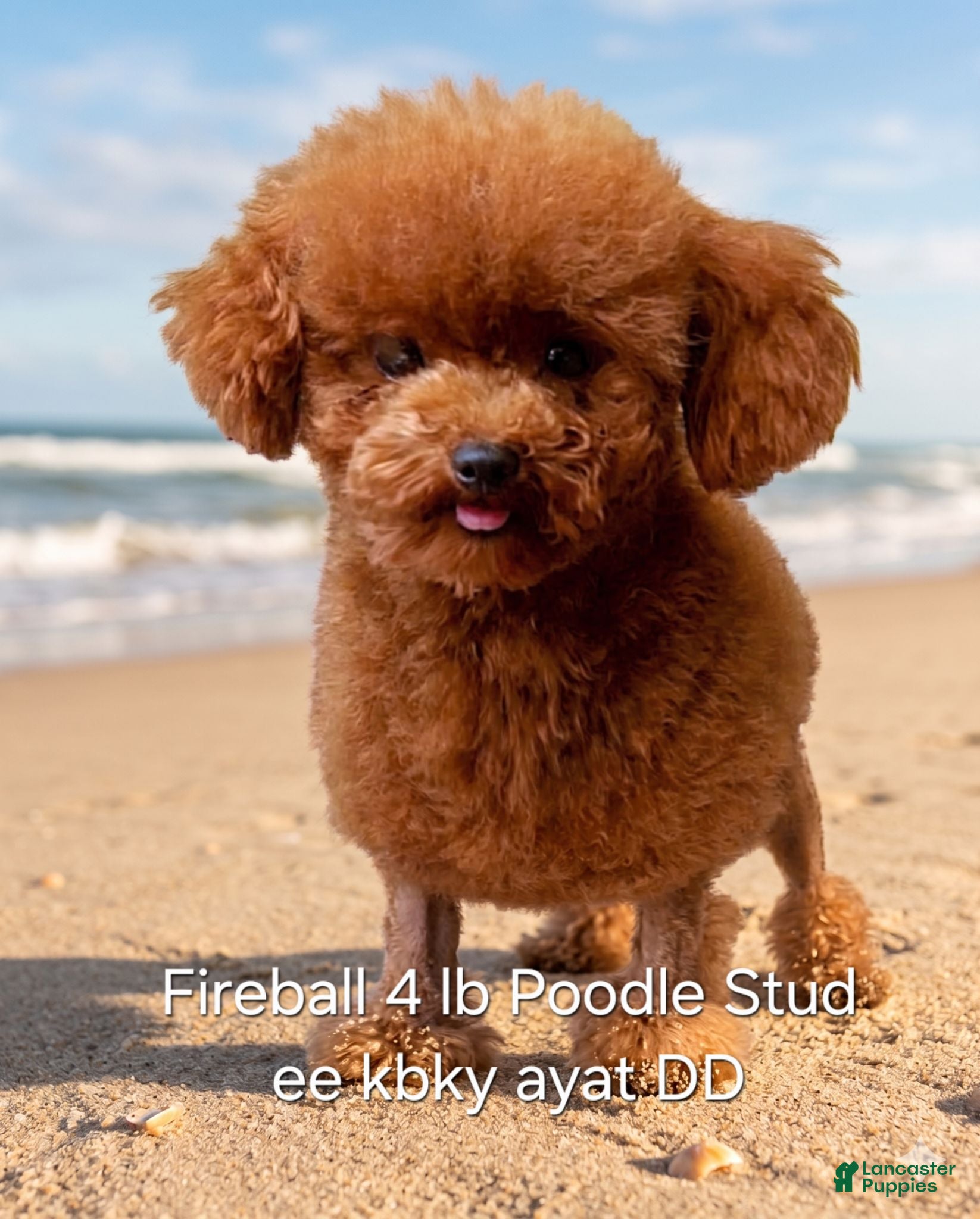 Toy Poodle dogs Fireball Stud - Ad 1