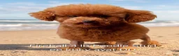 Toy Poodle dogs for stud: Fireball Stud - Ad 1