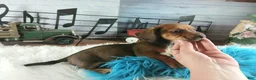 Dachshund dogs for sale: Nationwide delivery. Gloria's sable boy - Ad 7