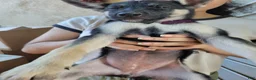 Mixed Breed dogs for sale: Mixed Breed 1 - Ad 1