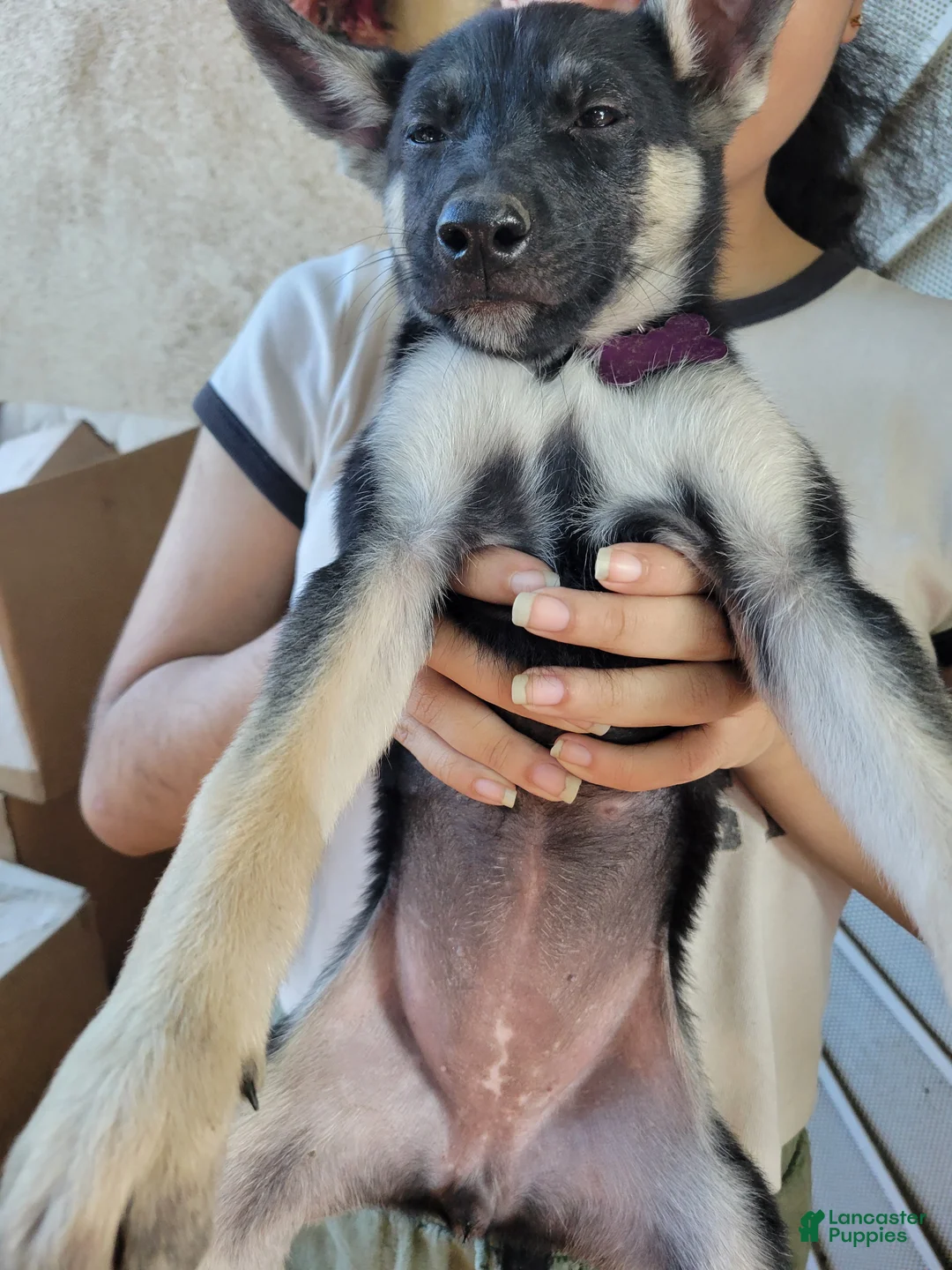 Mixed Breed dogs for sale: Mixed Breed 1 - Ad 1