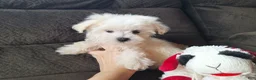 Maltese dogs for sale: Snowden - Ad 5