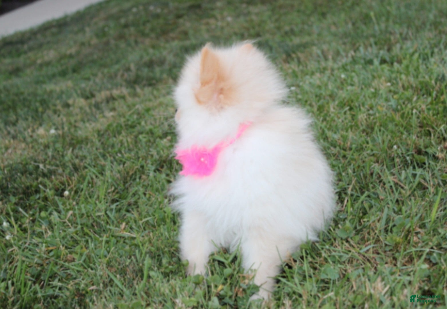 Pomeranian dogs Ruby - Ad 2