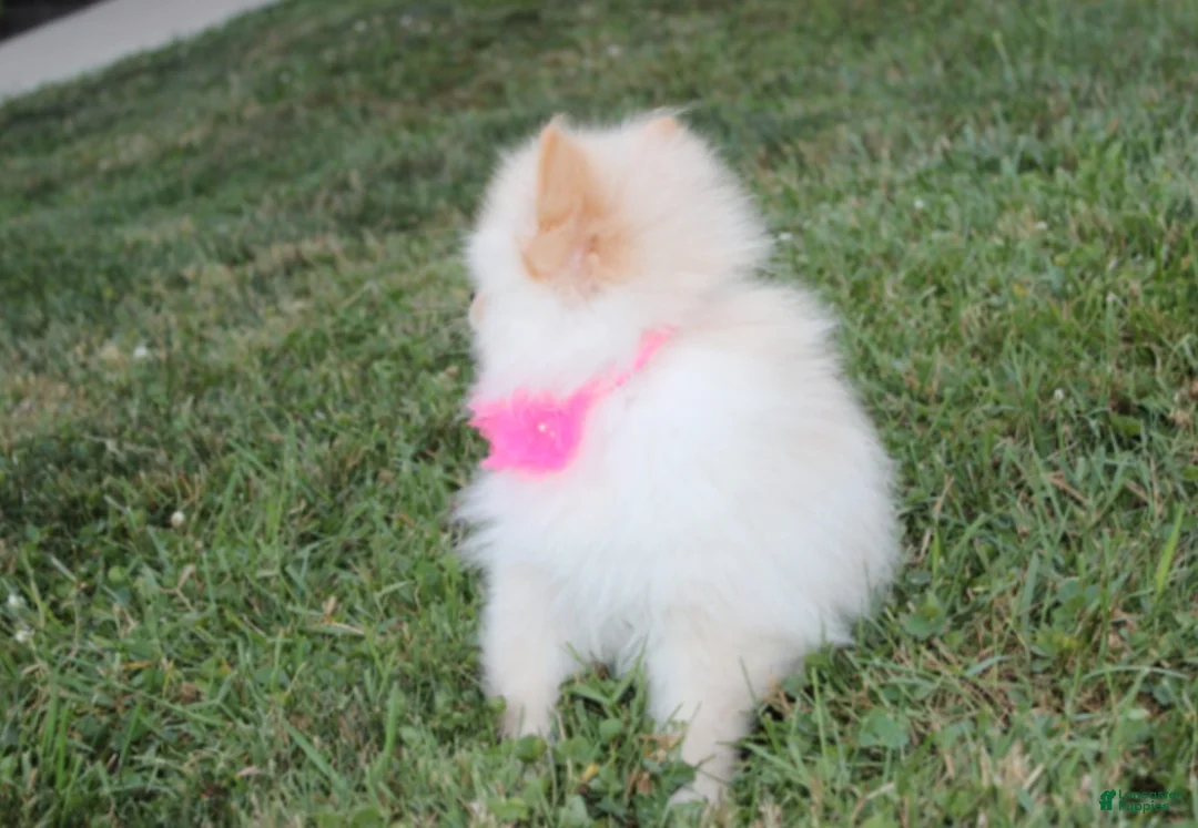 Pomeranian dogs for sale: Ruby - Ad 2