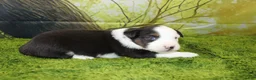 Miniature Australian Shepherd dogs for sale: Ellis - Ad 4