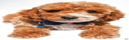 Cockapoo dogs for sale: Trevor - Ad 4
