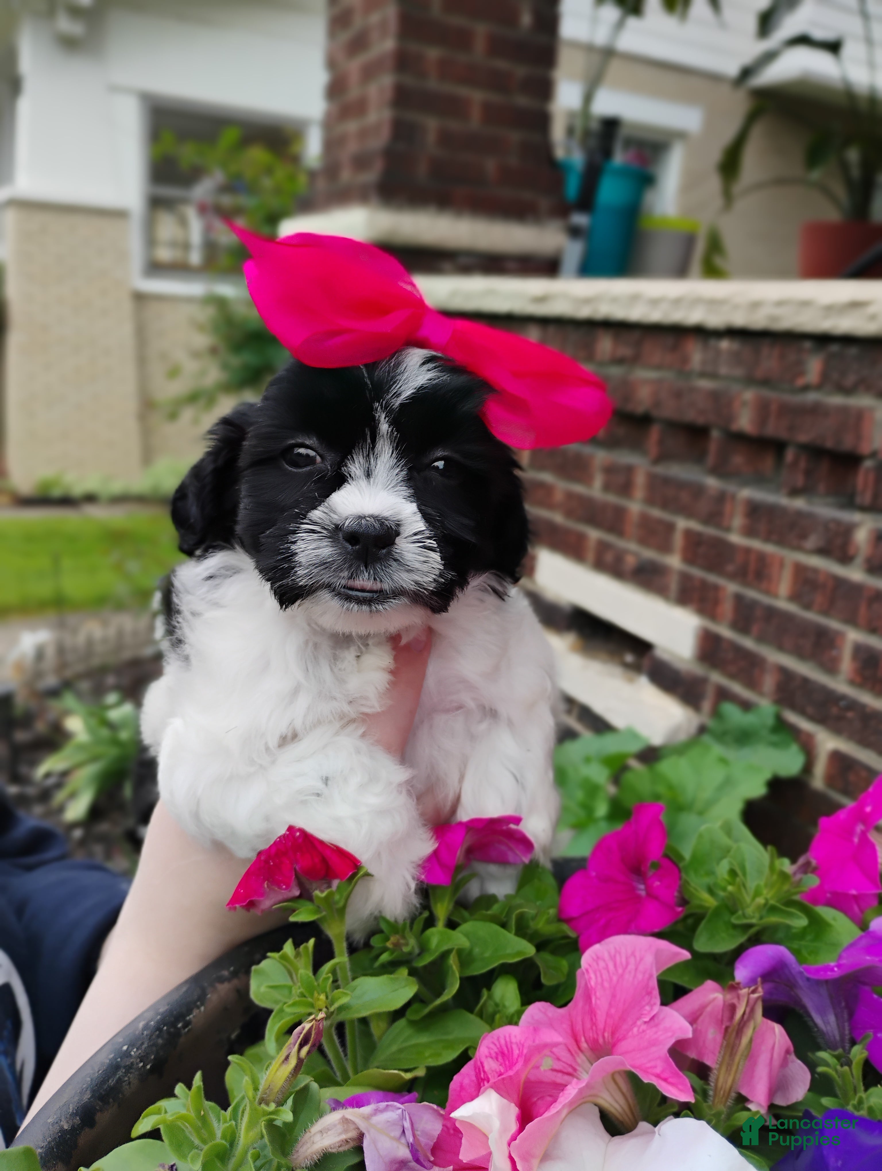 Teddy Bear dogs Teddy Bear Puppy 2 - Ad 42