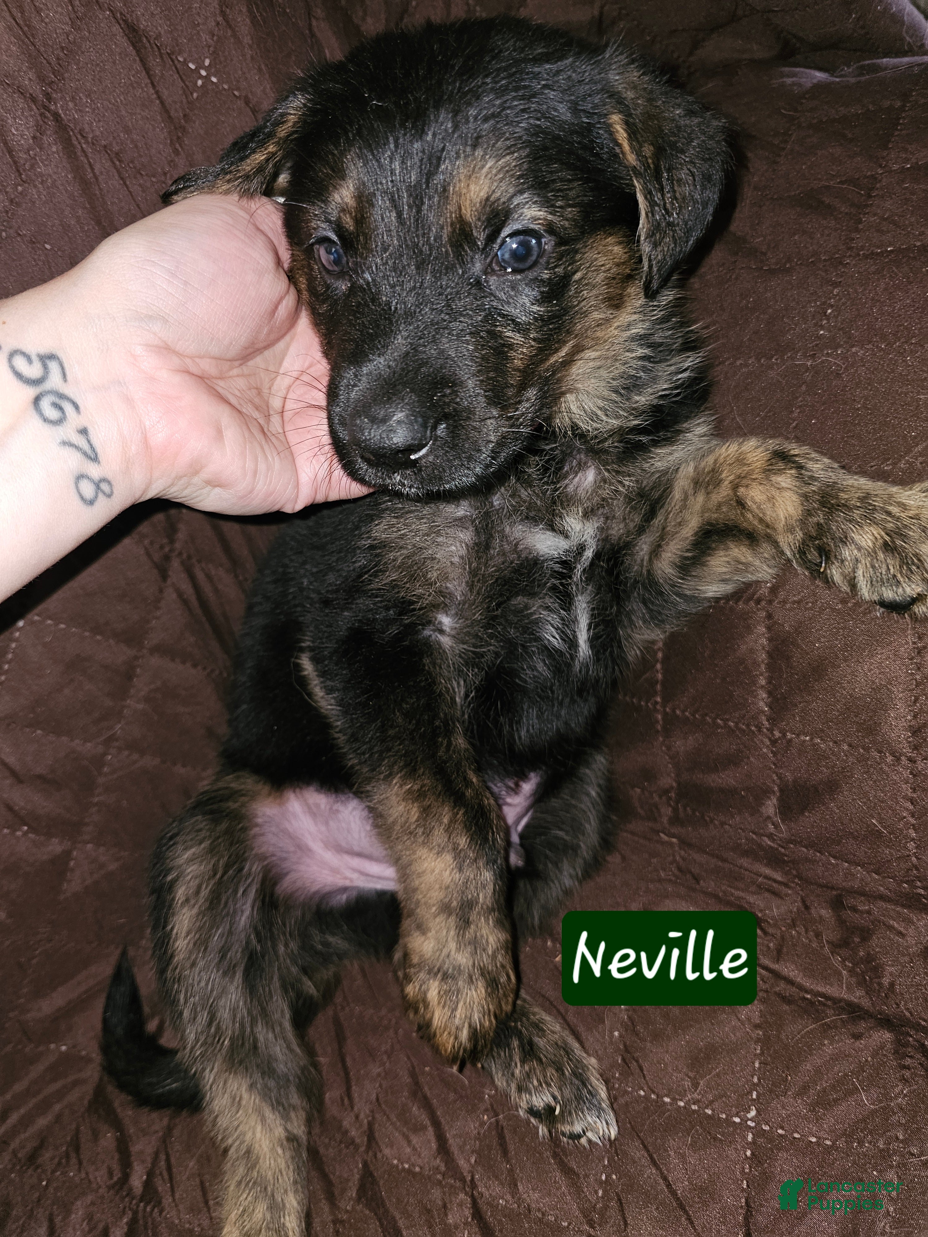 Golden Shepherd dogs Neville - Ad 5
