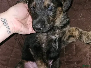 Golden Shepherd dogs Neville - Ad 5