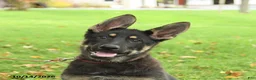 German Shepherd dogs for sale: Montana - Ad 3