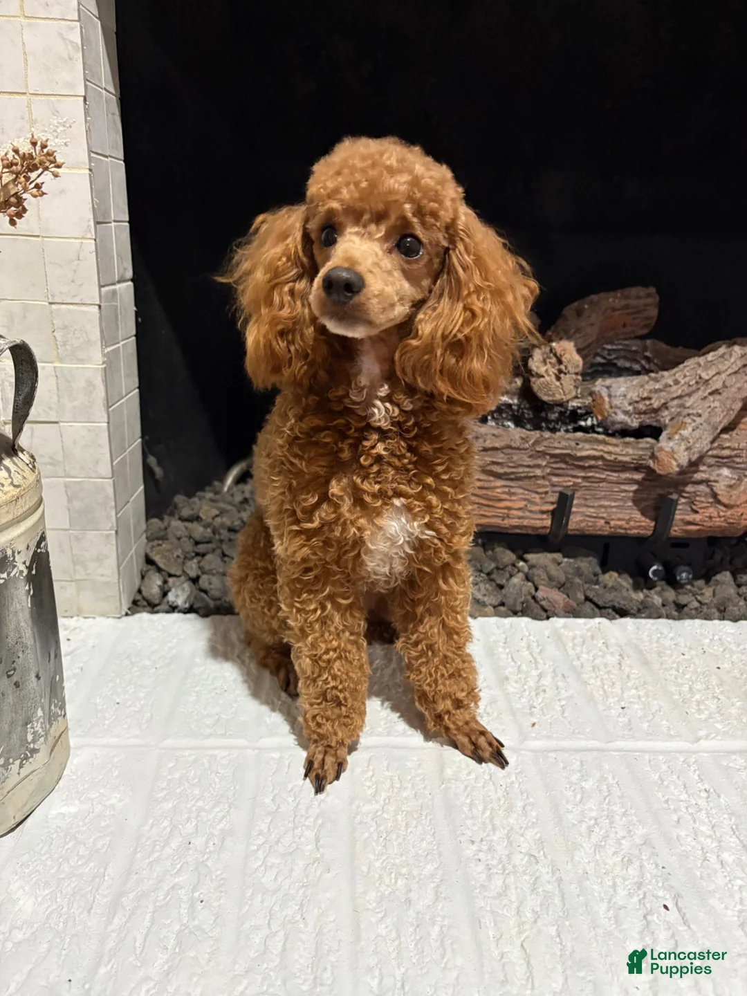 Miniature Poodle dogs for sale: Green collar “Fred” - Ad 4