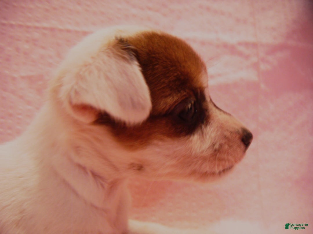 Jack Russell Terrier dogs for sale: Buttercup - Ad 3