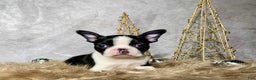 Boston Terrier dogs for sale: Jasper - Ad 2