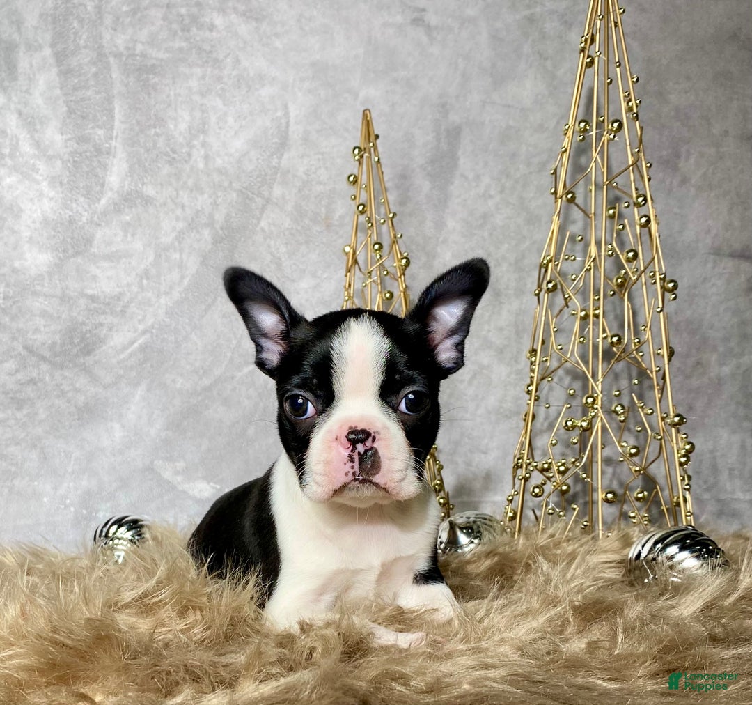 Boston Terrier dogs for sale: Jasper - Ad 2