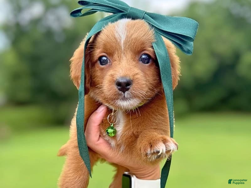 Mini Goldendoodle dogs Roxie - Ad 1