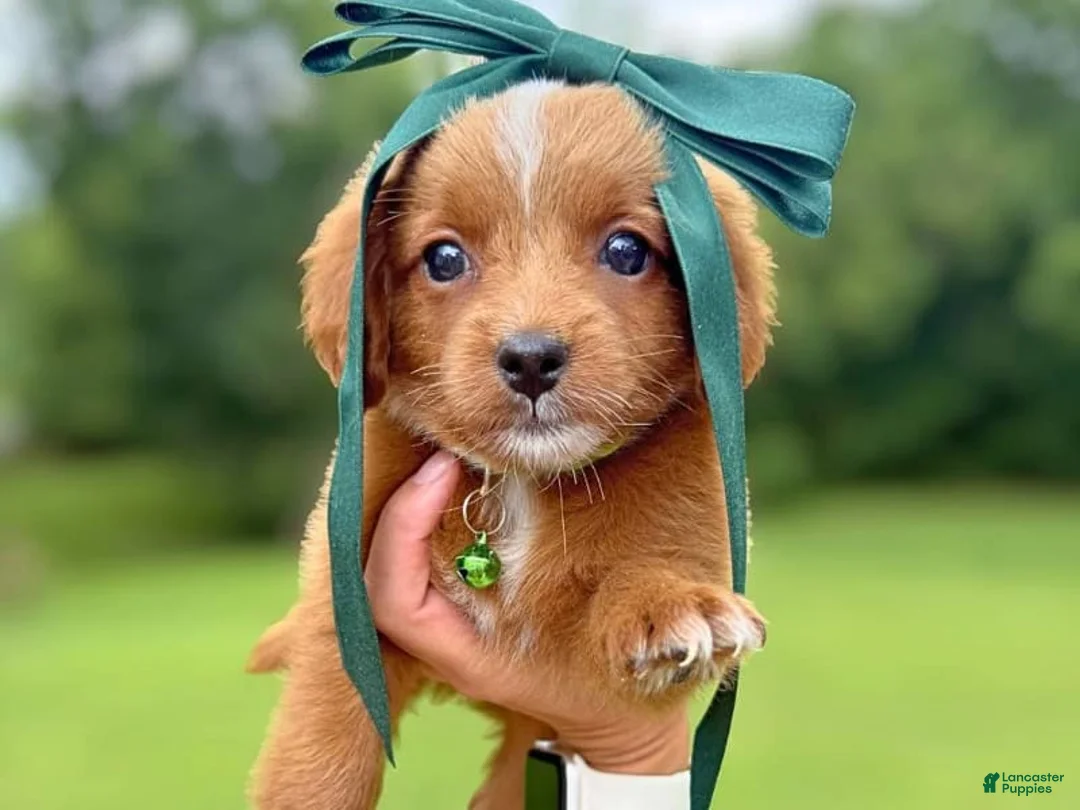 Mini Goldendoodle dogs for sale: Roxie - Ad 1