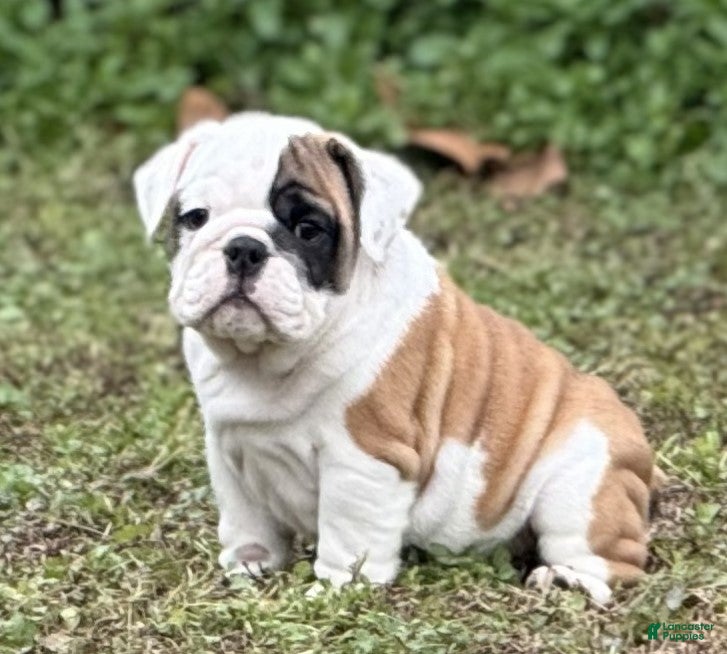 English Bulldog dogs Michelle - Ad 7