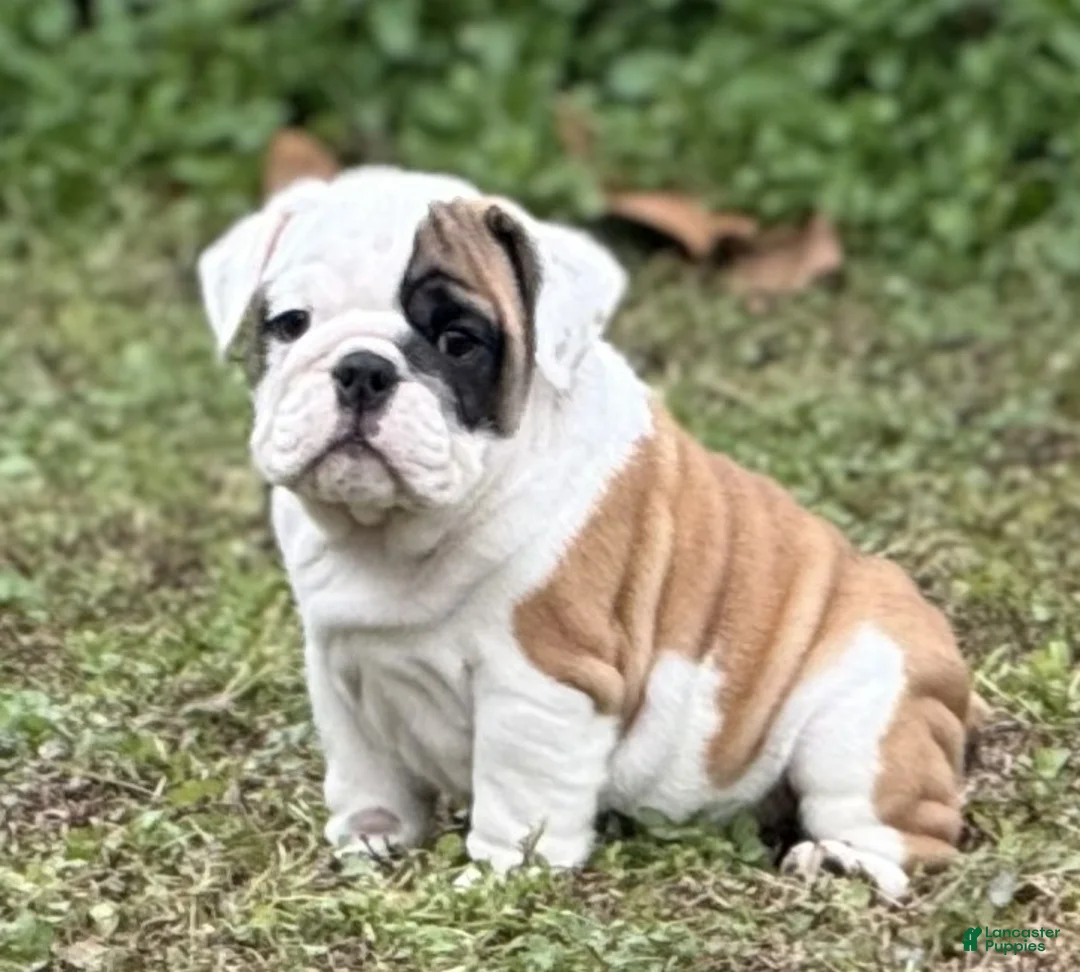 English Bulldog dogs for sale: Michelle - Ad 1