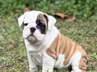 English Bulldog dogs Michelle - Ad 7