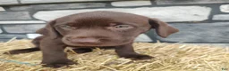 Labrador Retriever dogs for sale: Romper - Ad 1