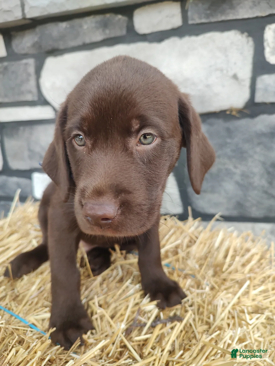Labrador Retriever dogs for sale: Romper - Ad 1