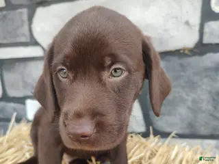 Labrador Retriever dogs for sale: Romper - Ad 3