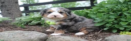Bernedoodle dogs for sale: Parker - Ad 2