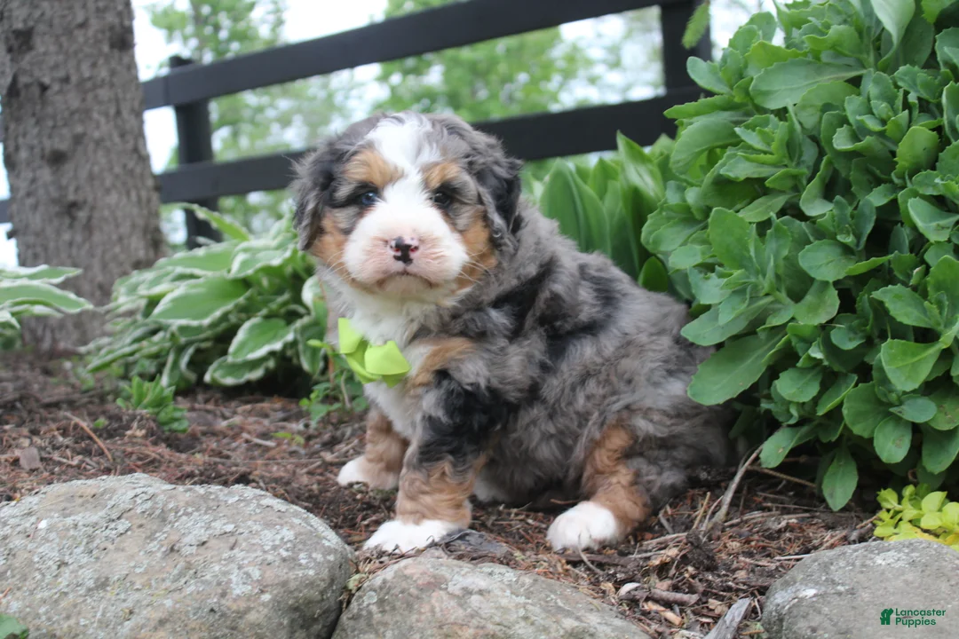 Bernedoodle dogs for sale: Parker - Ad 2